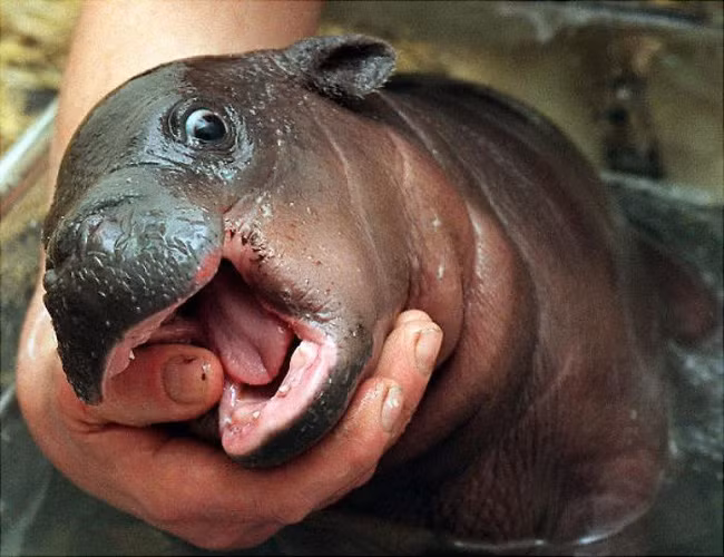 14 khoảnh khắc dễ thương khó cưỡng của loài hà mã cục mịch ảnh 11