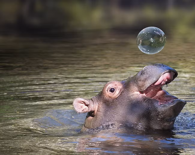 14 khoảnh khắc dễ thương khó cưỡng của loài hà mã cục mịch ảnh 13