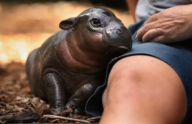 14 khoảnh khắc dễ thương khó cưỡng của loài hà mã cục mịch ảnh 6