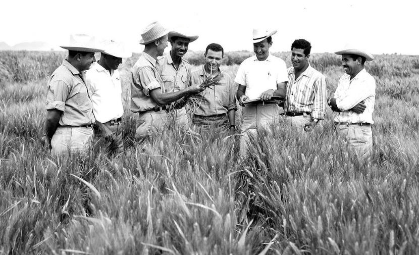 Phát triển giống lúa mì thấp cây đã khởi đầu cho cuộc cách mạng xanh tại Thế giới thứ ba Phát triển giống lúa mì thấp cây đã khởi đầu cho cuộc cách mạng xanh tại Thế giới thứ ba