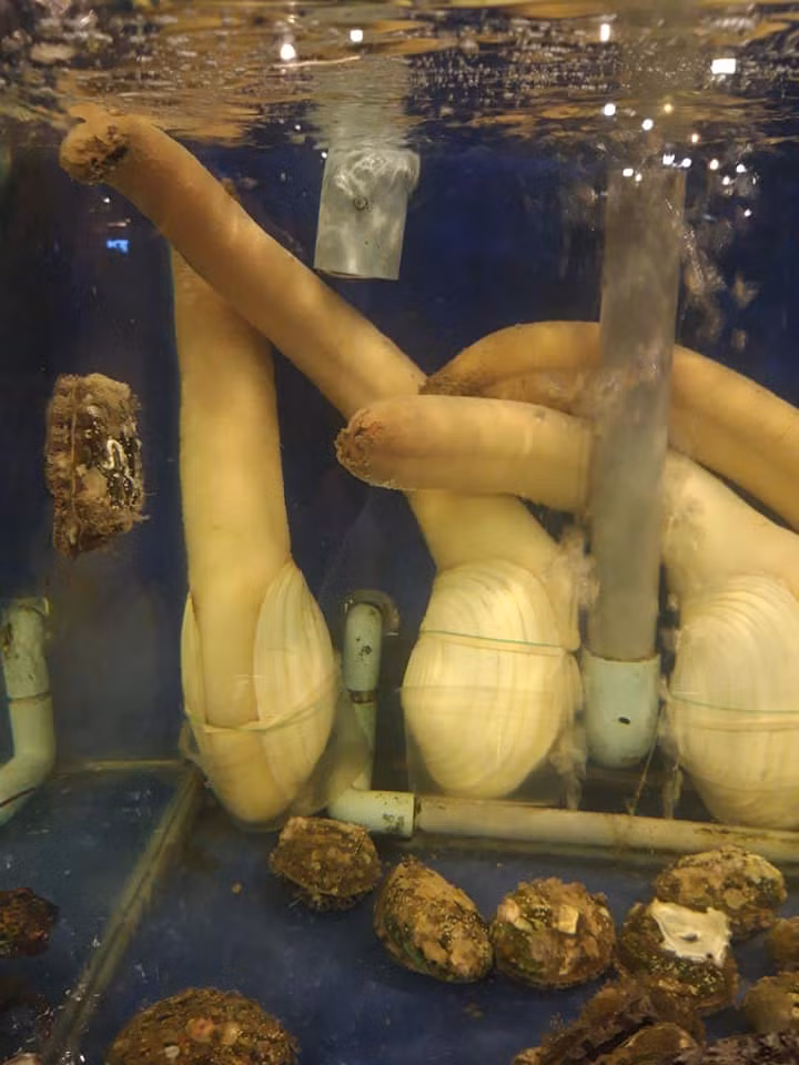 Con vật có hình thù nhạy cảm, ai nhìn cũng đỏ mặt”, giá cả chục triệu tại Việt Nam-2