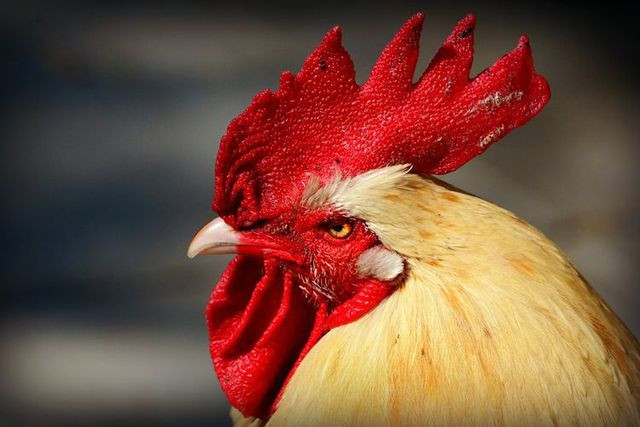 Hàng xóm lôi nhau ra tòa vì gà trống gáy quá to - 1 Hàng xóm lôi nhau ra tòa vì gà trống gáy quá to - 1
