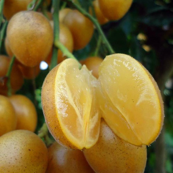 Quất hồng bì: Ở Việt Nam chỉ là quả dại, sang TQ hóa quat hong bi: o viet nam chi la qua dai, sang tq hoa
