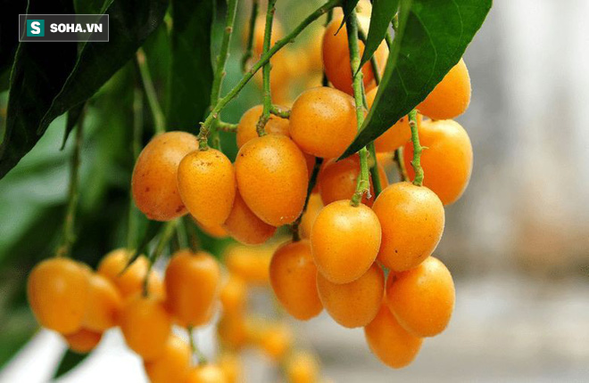 Quất hồng bì: Ở Việt Nam chỉ là quả dại, sang TQ hóa quat hong bi: o viet nam chi la qua dai, sang tq hoa