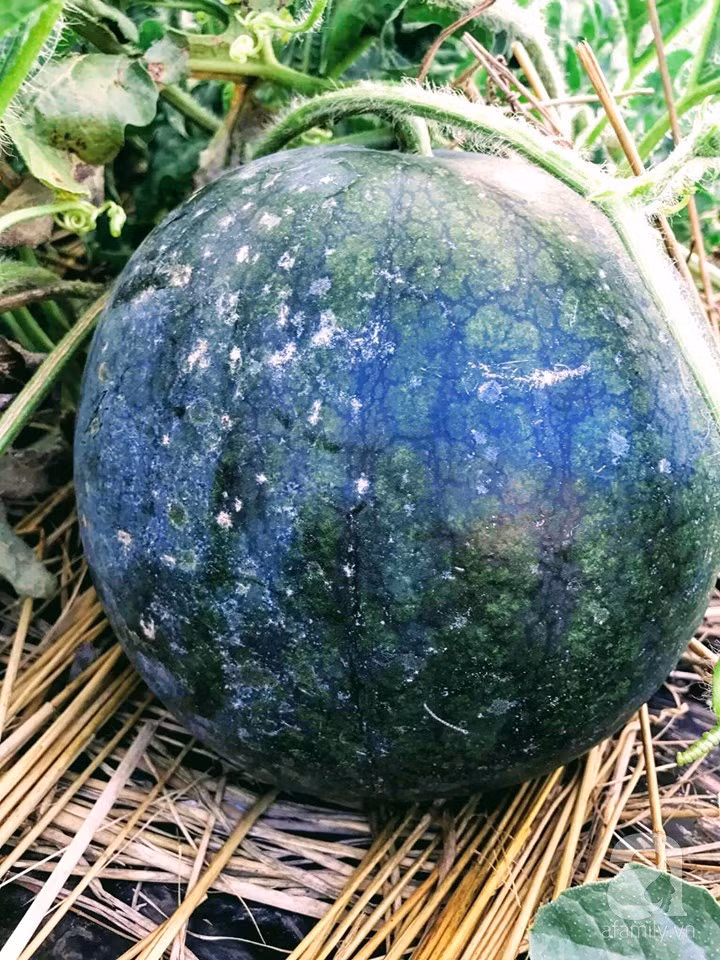 Mướt mắt khu vườn nhỏ phủ kín rau quả sạch của nàng dâu Việt ở Nhật Bản ảnh 8 Mướt mắt khu vườn nhỏ phủ kín rau quả sạch của nàng dâu Việt ở Nhật Bản ảnh 8