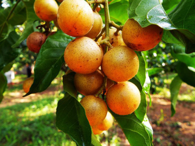 Bất ngờ loại trái cây ở Việt Nam giá rẻ, sang Trung Quốc được săn lùng