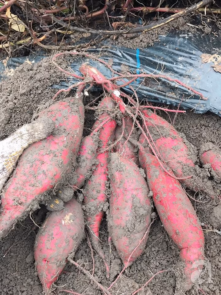 Mướt mắt khu vườn nhỏ phủ kín rau quả sạch của nàng dâu Việt ở Nhật Bản ảnh 13 Mướt mắt khu vườn nhỏ phủ kín rau quả sạch của nàng dâu Việt ở Nhật Bản ảnh 13