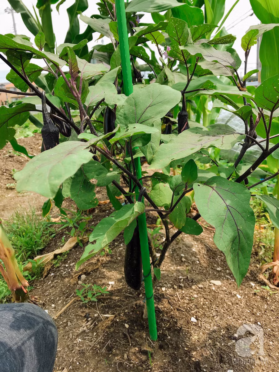 Mướt mắt khu vườn nhỏ phủ kín rau quả sạch của nàng dâu Việt ở Nhật Bản ảnh 7 Mướt mắt khu vườn nhỏ phủ kín rau quả sạch của nàng dâu Việt ở Nhật Bản ảnh 7