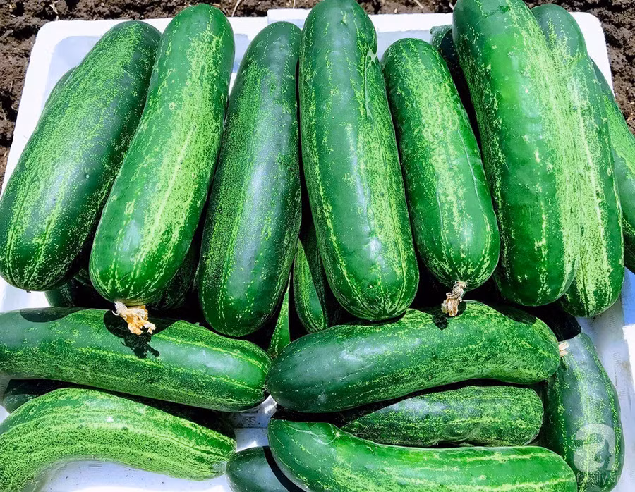 Mướt mắt khu vườn nhỏ phủ kín rau quả sạch của nàng dâu Việt ở Nhật Bản ảnh 10 Mướt mắt khu vườn nhỏ phủ kín rau quả sạch của nàng dâu Việt ở Nhật Bản ảnh 10