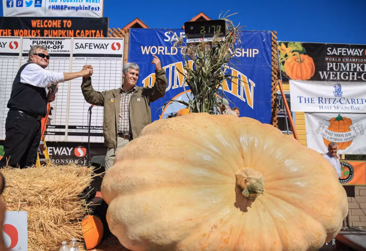 qua bi ngo mang ve cho chu 353 trieu dong hinh anh 1