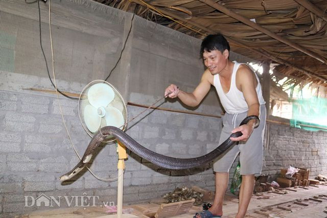 Sau khi nuôi thành công rắn hổ mang, ông Bình đã được Chi cục Kiểm lâm tỉnh Lào Cai cấp giấy phép. Sau khi nuôi thành công rắn hổ mang, ông Bình đã được Chi cục Kiểm lâm tỉnh Lào Cai cấp giấy phép.