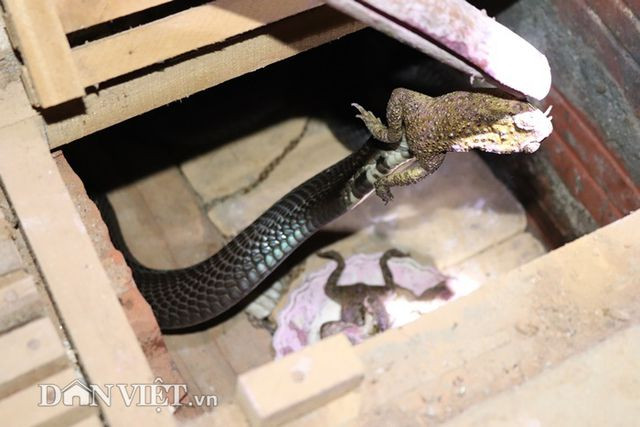 Thức ăn yêu thích của rắn hổ mang là cóc. Thức ăn yêu thích của rắn hổ mang là cóc.