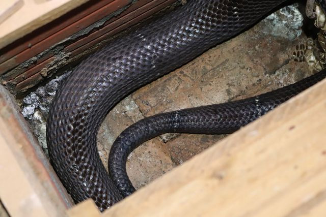 Những con rắn hổ cái đẻ tốt được ông Bình giữ lại gây giống, những con đẻ không tốt ông đem bán để tăng thu nhập. Những con rắn hổ cái đẻ tốt được ông Bình giữ lại gây giống, những con đẻ không tốt ông đem bán để tăng thu nhập.