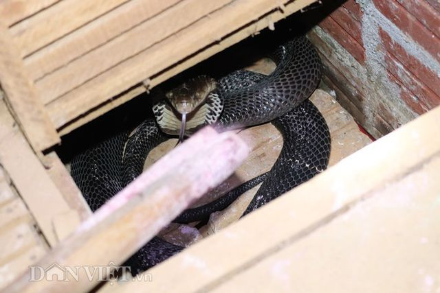 Rắn hổ phồng mang, bành cổ kêu phì phì khi có người đến gần. Rắn hổ phồng mang, bành cổ kêu phì phì khi có người đến gần.