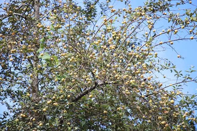 Sơn tra hiện là cây trồng phổ biến ở Bắc Yên, giúp người dân nơi đây thoát nghèo.