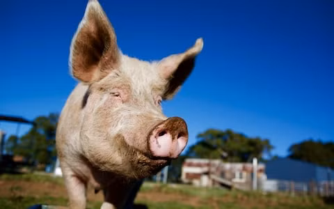 Phẫu thuật cấy ghép tim lợn cho người có thể trở thành hiện thực trong 3 năm tới. Ảnh: telegraph.