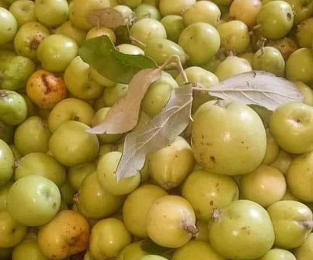 Nhờ trồng sơn tra mà gia đình ông Mang cũng đổi đời.