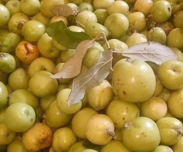 Nhờ trồng sơn tra mà gia đình ông Mang cũng đổi đời. Nhờ trồng sơn tra mà gia đình ông Mang cũng đổi đời.