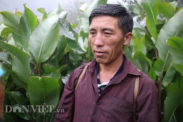 Mỗi năm ông Mang thu khoảng 700-800 triệu đồng từ cây sơn tra và dong riềng.