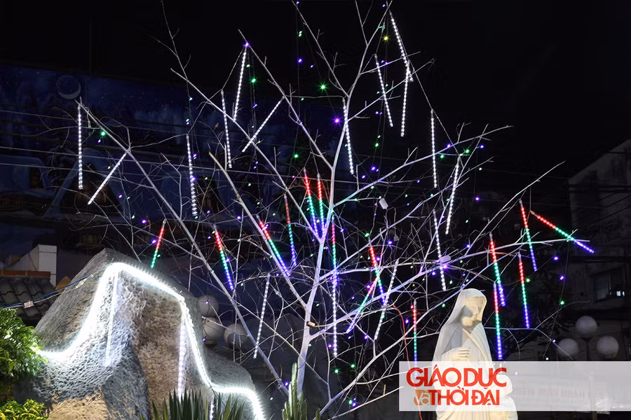 Không chỉ cây thông Noel, nhiều loại cây khác cũng được treo đèn để thắp sáng không gian giáng sinh.