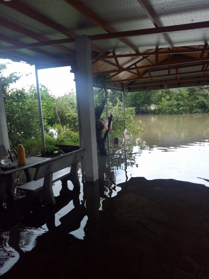 Thái Bình: 30.000 ha lúa mùa bị tàn phá do mưa lũ ảnh 5 Thái Bình: 30.000 ha lúa mùa bị tàn phá do mưa lũ ảnh 5