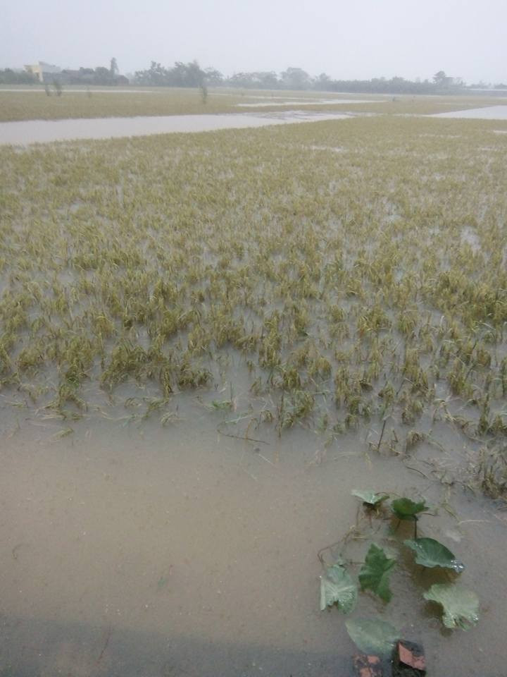 Thái Bình: 30.000 ha lúa mùa bị tàn phá do mưa lũ ảnh 4 Thái Bình: 30.000 ha lúa mùa bị tàn phá do mưa lũ ảnh 4