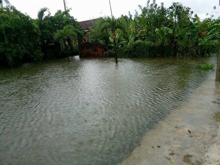 Thái Bình: 30.000 ha lúa mùa bị tàn phá do mưa lũ ảnh 6 Thái Bình: 30.000 ha lúa mùa bị tàn phá do mưa lũ ảnh 6