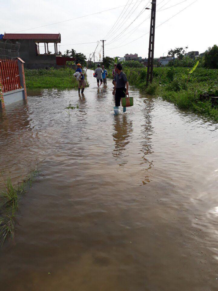 Thái Bình: 30.000 ha lúa mùa bị tàn phá do mưa lũ ảnh 9 Thái Bình: 30.000 ha lúa mùa bị tàn phá do mưa lũ ảnh 9