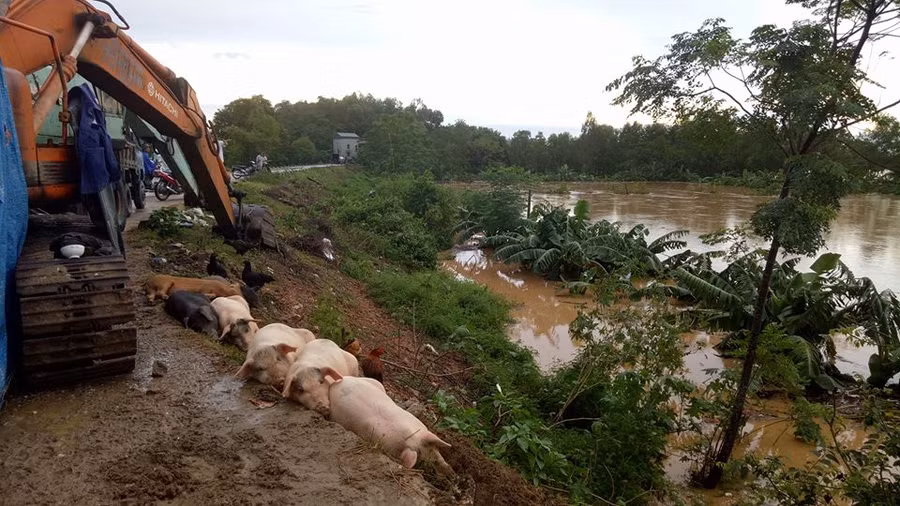 Nước sông Mã dâng cao, đoạn qua xã Hoằng Giang, huyện Hoằng Hóa