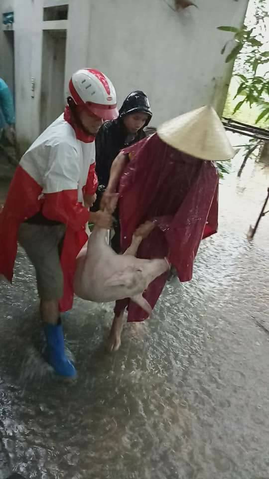 ĐVTN huyện Thạch Thành giúp dân di chuyển vật nuôi tránh lũ