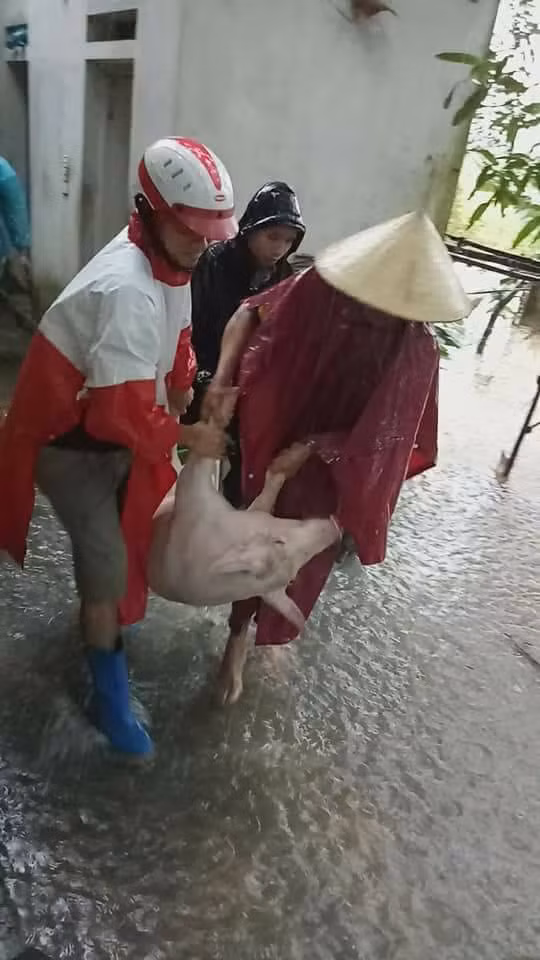 ĐVTN huyện Thạch Thành giúp dân di chuyển vật nuôi tránh lũ