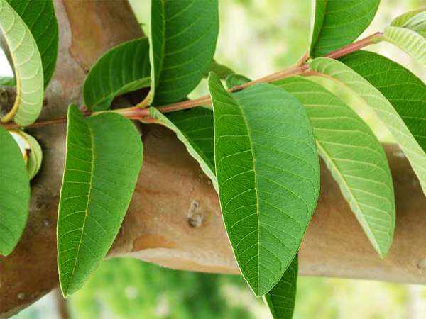 5 cach tri rung toc tai nha don gian ma cuc ky hieu qua giadinhvietnam (3)