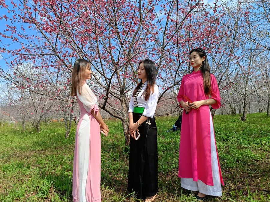 Du khách thích thú chụp ảnh cùng hoa anh đào. Du khách thích thú chụp ảnh cùng hoa anh đào.