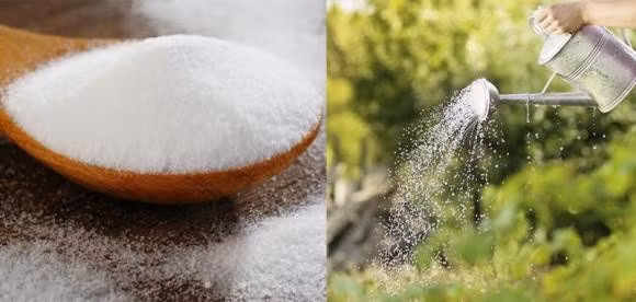 Cho thêm thứ này vào nước tưới, cây héo úa trở nên xanh tốt, nở hoa rực rỡ ảnh 1 Cho thêm thứ này vào nước tưới, cây héo úa trở nên xanh tốt, nở hoa rực rỡ ảnh 1