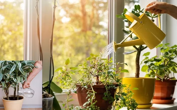 Cho thêm thứ này vào nước tưới, cây héo úa trở nên xanh tốt, nở hoa rực rỡ