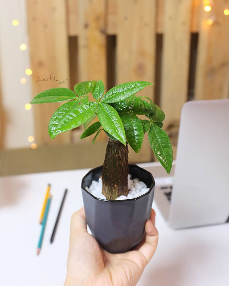 Đặt những thứ này lên bàn làm việc, sự nghiệp lên như diều gặp gió ảnh 4 cay-kim-ngan-01