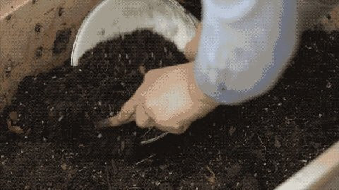 Yu Yuan tự ủ phân bón trồng cây từ các thức ăn thừa. Cuộc sống không rác thải của cặp đôi trẻ khiến nhiều người ngưỡng mộ