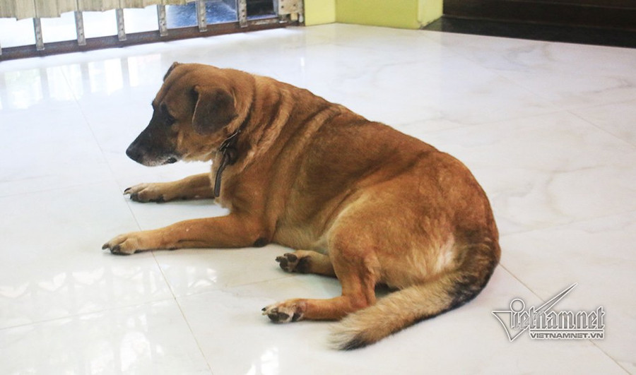 Người phụ nữ Sài Gòn cưu mang chó quý của đại gia phá sản