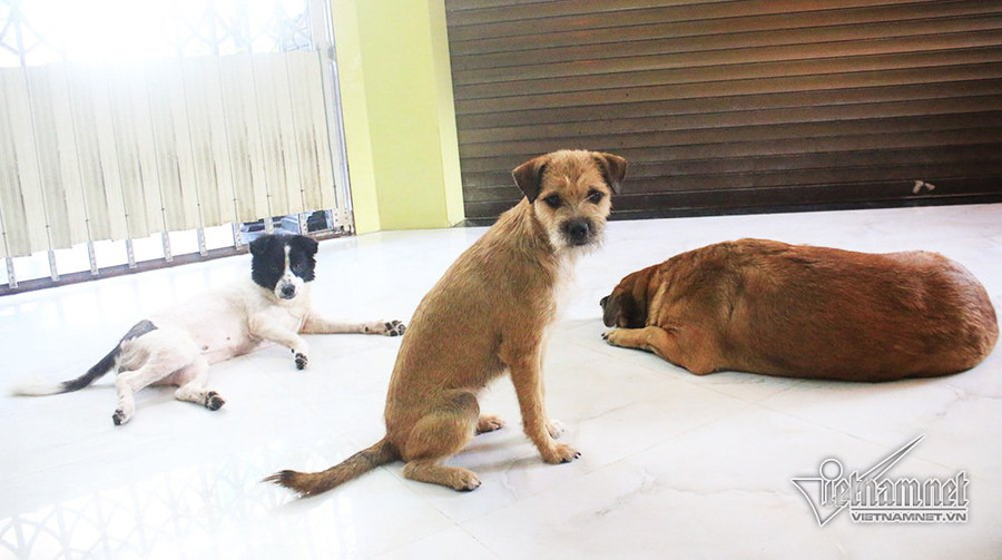 Người phụ nữ Sài Gòn cưu mang chó quý của đại gia phá sản
