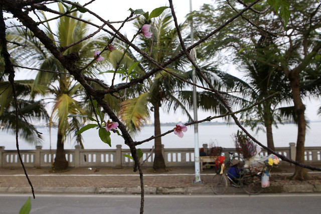 Con đường hoa đào nở đỏ rực ở Hà Nội báo hiệu Tết đã cận kề - Ảnh 3. Con đường hoa đào nở đỏ rực ở Hà Nội báo hiệu Tết đã cận kề - Ảnh 3.
