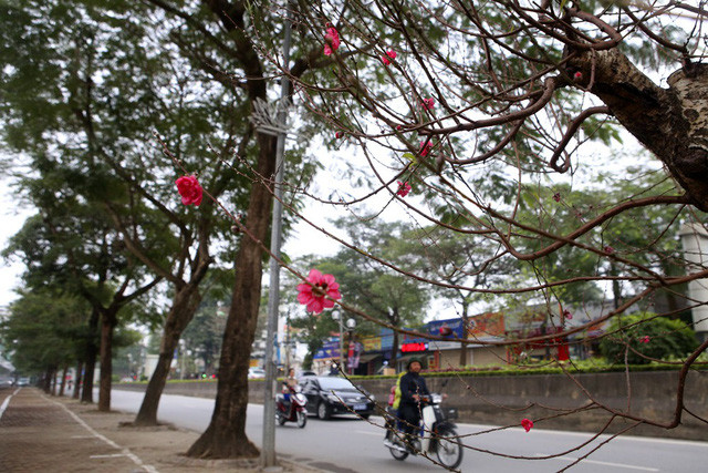 Con đường hoa đào nở đỏ rực ở Hà Nội báo hiệu Tết đã cận kề - Ảnh 8. Con đường hoa đào nở đỏ rực ở Hà Nội báo hiệu Tết đã cận kề - Ảnh 8.