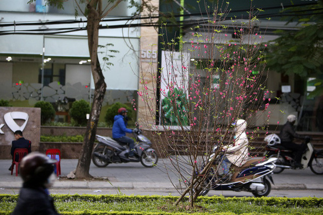Con đường hoa đào nở đỏ rực ở Hà Nội báo hiệu Tết đã cận kề - Ảnh 14. Con đường hoa đào nở đỏ rực ở Hà Nội báo hiệu Tết đã cận kề - Ảnh 14.