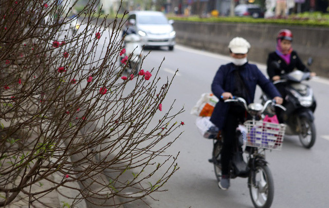Con đường hoa đào nở đỏ rực ở Hà Nội báo hiệu Tết đã cận kề - Ảnh 15. Con đường hoa đào nở đỏ rực ở Hà Nội báo hiệu Tết đã cận kề - Ảnh 15.