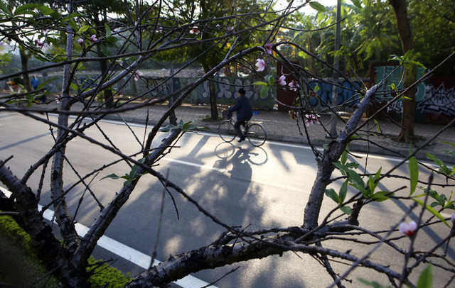 Con đường hoa đào nở đỏ rực ở Hà Nội báo hiệu Tết đã cận kề - Ảnh 12. Con đường hoa đào nở đỏ rực ở Hà Nội báo hiệu Tết đã cận kề - Ảnh 12.