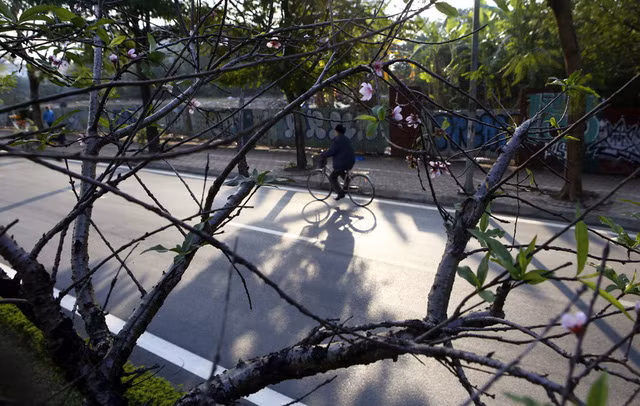 Con đường hoa đào nở đỏ rực ở Hà Nội báo hiệu Tết đã cận kề - Ảnh 12.