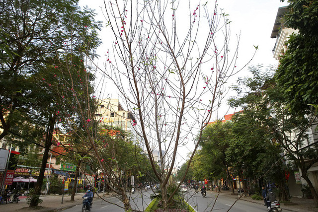 Con đường hoa đào nở đỏ rực ở Hà Nội báo hiệu Tết đã cận kề - Ảnh 11. Con đường hoa đào nở đỏ rực ở Hà Nội báo hiệu Tết đã cận kề - Ảnh 11.