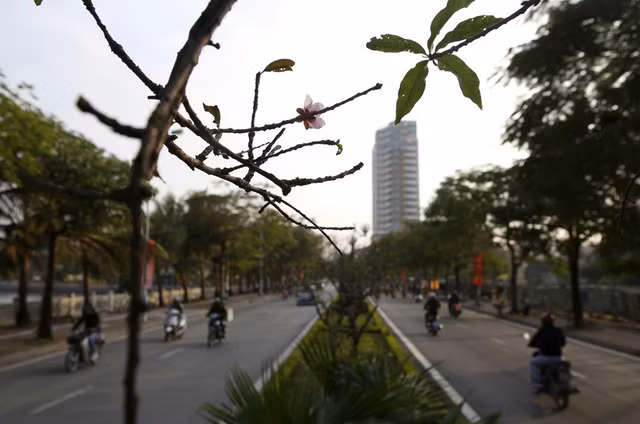 Con đường hoa đào nở đỏ rực ở Hà Nội báo hiệu Tết đã cận kề - Ảnh 13.