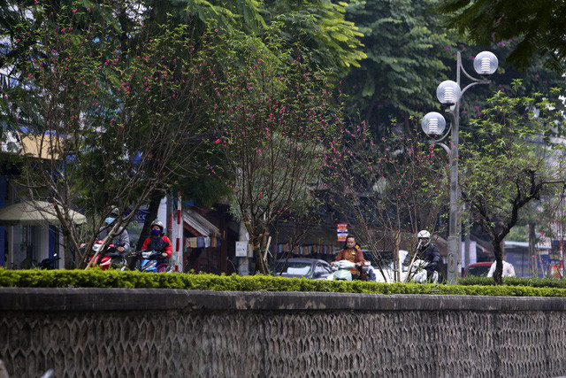 Con đường hoa đào nở đỏ rực ở Hà Nội báo hiệu Tết đã cận kề - Ảnh 10. Con đường hoa đào nở đỏ rực ở Hà Nội báo hiệu Tết đã cận kề - Ảnh 10.