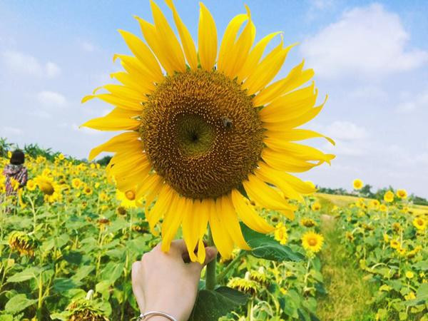 7 loại cây nhất định phải mua về nhà cuối năm để giải trừ vận đen, kéo tài lộc vào nhà