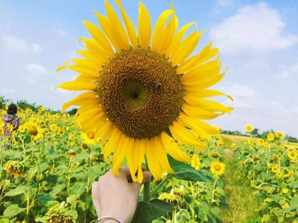 7 loại cây nhất định phải mua về nhà cuối năm để giải trừ vận đen, kéo tài lộc vào nhà